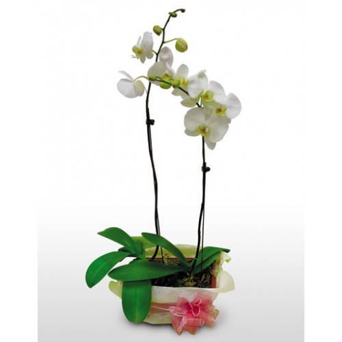 White Green Phalaenopsis